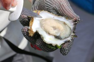 Seit 30 Jahren wird die "Sylter Royal" im Wattenmeer bei List gezüchtet. Foto: djd/Kurverwaltung List